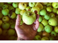 Cropped: How to Grow Cider Apples