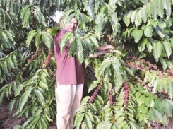 Coffee export 'handshake' to overcome difficulties