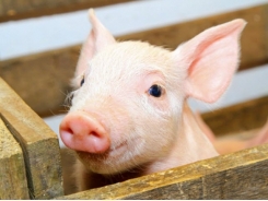 Cheese waste can replace antibiotics in pig feed