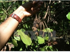 Long-term measures sought for sustainable cashew production