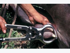 Kỹ thuật thiến bò đực bằng kìm thiến
