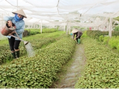 Bac Giang supports safe vegetable farming cooperative