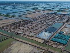 Việt Nam: Ngôi sao mới giữa “giao lộ” thủy sản