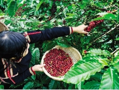 Indonesia craves Vietnamese coffee
