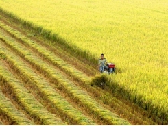 Rice exports see positive signals in new year