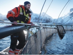 The Truth About Norwegian Farm-Raised Salmon