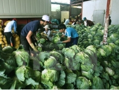 Vietnam targets $4.5 billion from farm produce exports by 2020