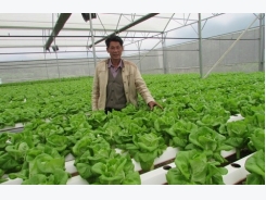 Đà Nẵng to invest in clean vegetables