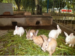 Rabbit farming: how to enter this ’money-making’ market