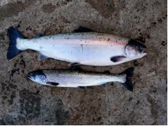 Coastal streams spread virus between farmed fish