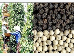 Vietnam warned it may lose market share in pepper