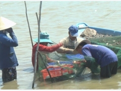 Đồng Tháp eyes over 2,000ha of giant river prawn farming