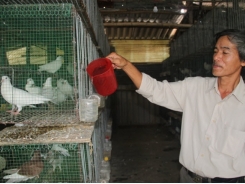 Bí kíp nuôi chim bồ câu Pháp cho thu nhập cao