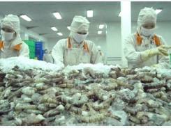 Australian delegation examines shrimp processing chain in Vietnam