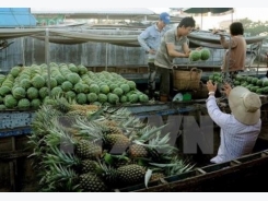 Cần Thơ aims to lift fruit exports