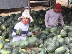Nông dân Trà Vinh trồng dưa hấu trái vụ lợi nhuận gần 140 triệu đồng/ha