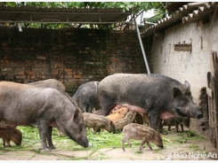 Thu nhập tốt từ nuôi lợn rừng Thái Lan ở miền núi Nghệ An