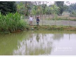 Lần đầu tiên nuôi cá chạch thành công nhờ lão nông Đậu Tiến Sỹ