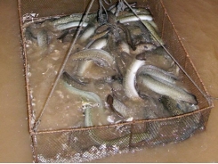 Quảng Ngãi: Dùng vật liệu mới làm lồng nuôi cá