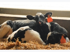 Calving Basics: The First 15 Minutes