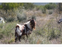 Farming with Indigenous Veld Goats
