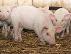 Can farm animals stomach new types of feed?