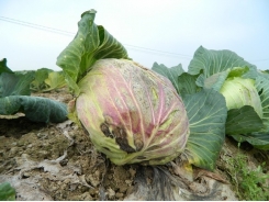 Price drop forces farmers to leave vegetables unharvested