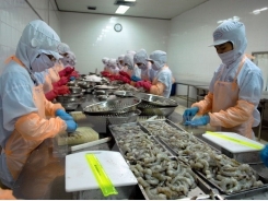 Binh Dinh works on hi-tech shrimp farming to raise export value