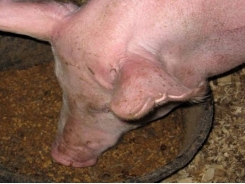 Leveraging the potential of feed ingredients in broiler, swine diets