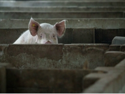 Alibaba giúp phát triển trí tuệ thông minh trong chăn nuôi lợn