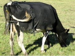 New urine sensors to track cows' nitrogen excretion