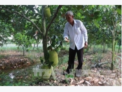 Delta jackfruit farmers earn big profits