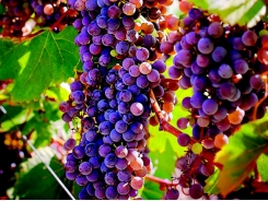 Cropped: How to Grow Cold-Hardy Wine Grapes