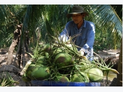 Bến Tre’s green Xiêm coconut gets certificate of Geographical Indication