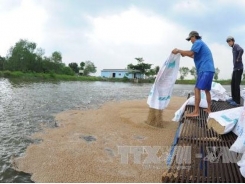 Tiền Giang develops freshwater aquaculture