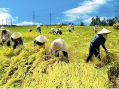 VN, Netherlands to boost agricultural co-operation