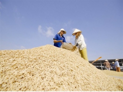 Rice export growth may slow as demand drops from big customers