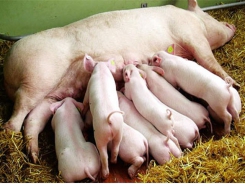Liệu điểm thể trạng có phải là công cụ phù hợp để điều chỉnh lượng ăn ở lợn nái mang thai