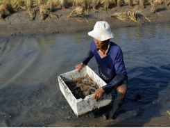 Cà Mau to expand sustainable shrimp farming models