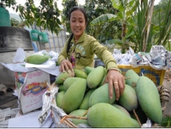 US opens doors to Vietnamese mango after 10 years of knocking