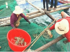 Khánh Hoà practices lobster farming in Vân Phong Bay