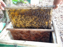 Kỹ thuật nuôi ong hiệu quả phần 1