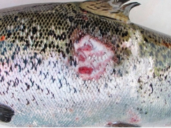 Fish disease guide - Salmonid Rickettsial Septicaemia