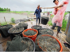 Build a stable shrimp material production zone to serve exports