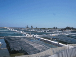 Quảng Nam: Super white leg shrimp farm worth 40 billion dong
