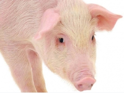 Hypor adding pig performance feeding stations