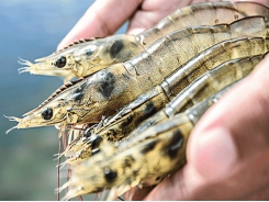 Initiative targets Indonesian shrimp sector
