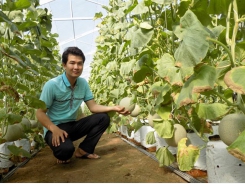 9X trồng dưa lưới công nghệ cao, mở ra hướng đi mới