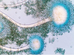 3 contaminants to watch for in sow milk