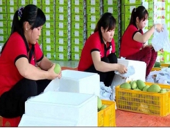 Vietnamese mango finds 40th export market – the US